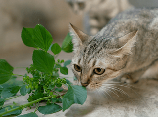 coryza du chat